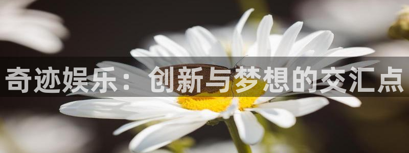 赢乐彩票5：奇迹娱乐：创新与梦想的交汇点